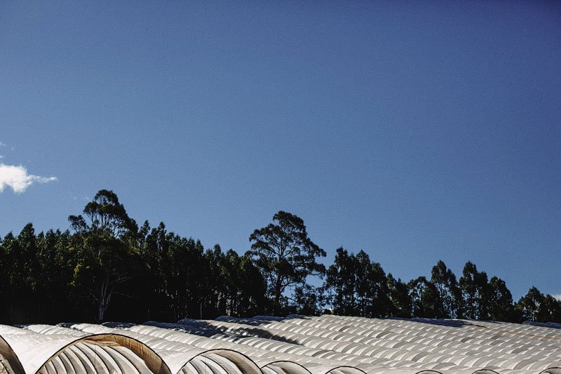 Jules and Tash's Alternative and Offbeat Wedding in Deloraine near Launceston, Tasmania (44)